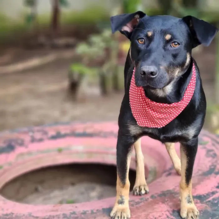 Cachorro ra a SRD-ViraLata idade 1 ano nome ESTRELA