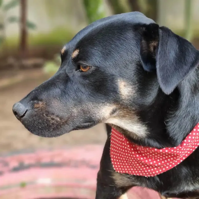 Cachorro ra a SRD-ViraLata idade 1 ano nome ESTRELA