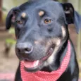 ESTRELA