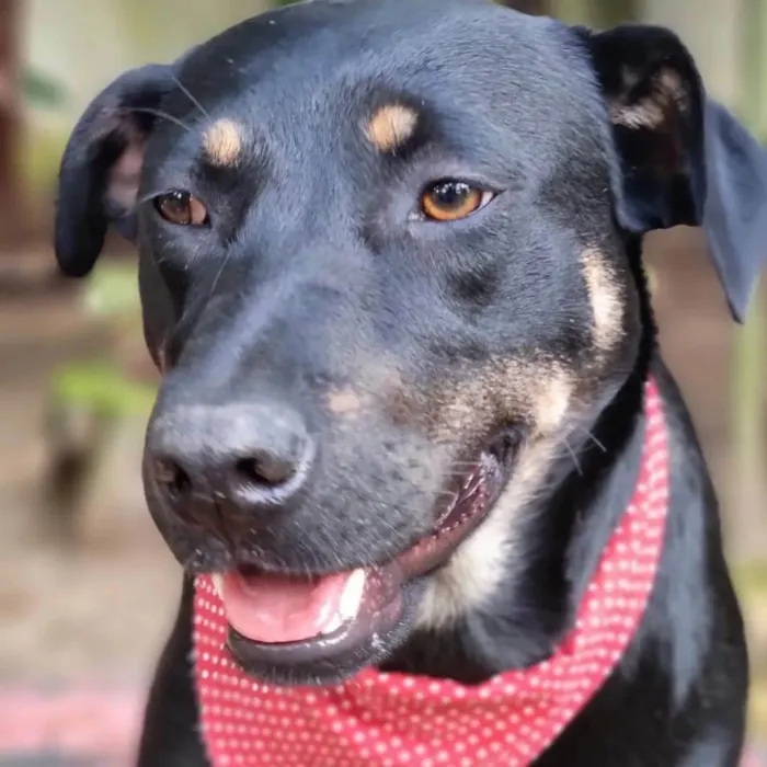 Cachorro ra a SRD-ViraLata idade 1 ano nome ESTRELA