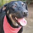 ESTRELA