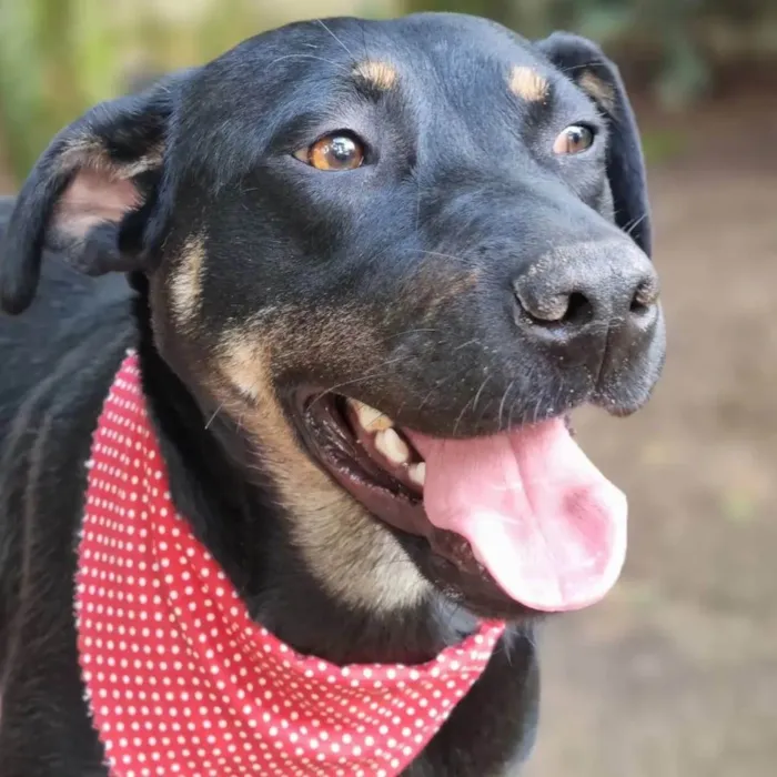 Cachorro ra a SRD-ViraLata idade 1 ano nome ESTRELA