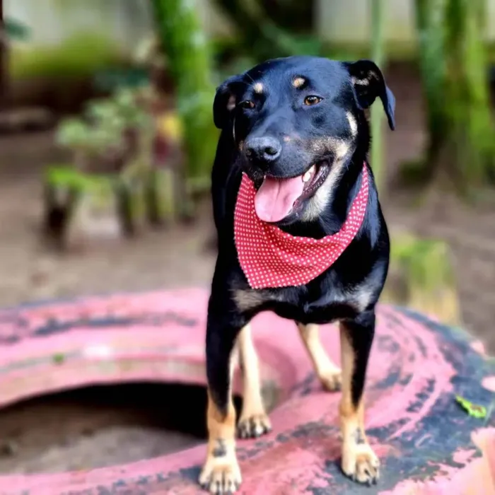 Cachorro ra a SRD-ViraLata idade 1 ano nome ESTRELA