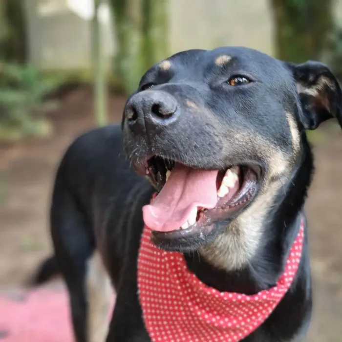 Cachorro ra a SRD-ViraLata idade 1 ano nome ESTRELA