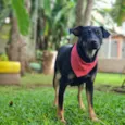 ESTRELA