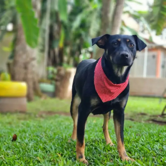 Cachorro ra a SRD-ViraLata idade 1 ano nome ESTRELA