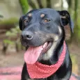 ESTRELA