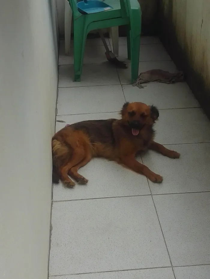 Cachorro ra a Sem raça definida idade 1 ano nome Princesinha