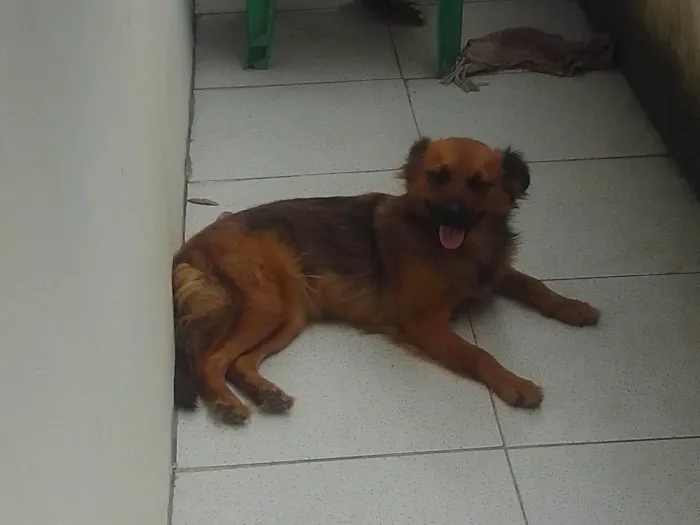 Cachorro ra a Sem raça definida idade 1 ano nome Princesinha