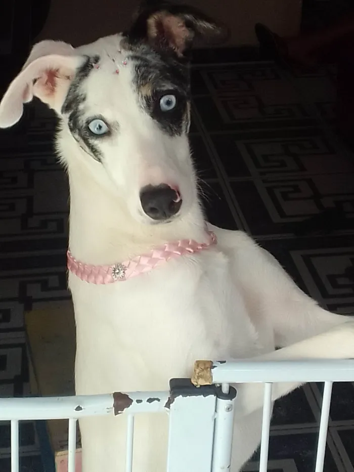 Cachorro ra a SRD-ViraLata idade 1 ano nome Nina