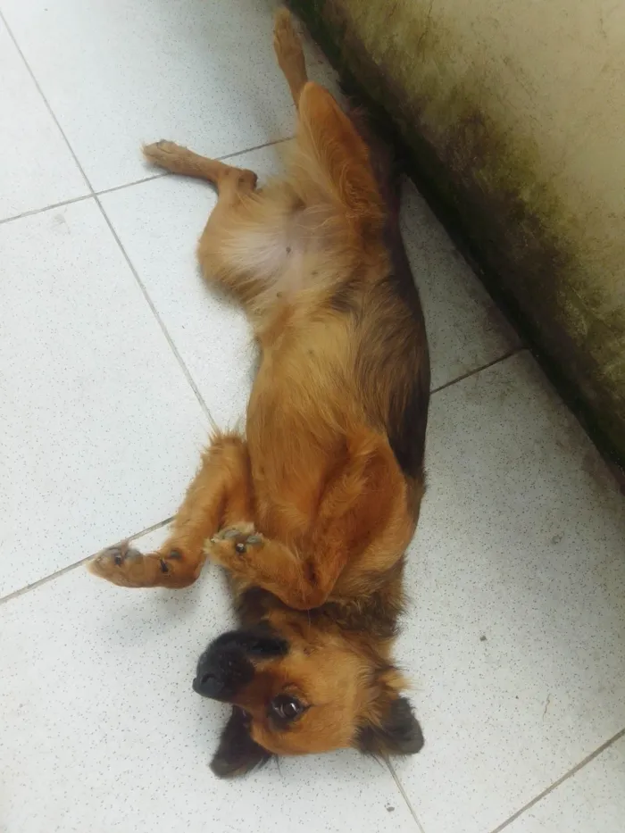 Cachorro ra a Sem raça definida idade 1 ano nome Princesinha