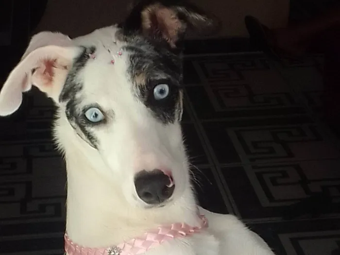 Cachorro ra a SRD-ViraLata idade 1 ano nome Nina