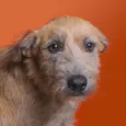 Bella