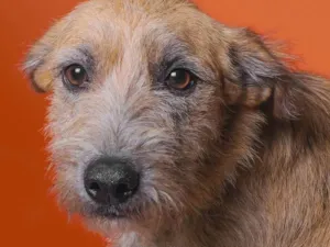 Cachorro raça SRD-ViraLata idade 1 ano nome Bella