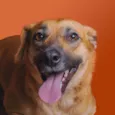 Dalila