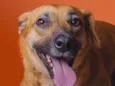 Dalila