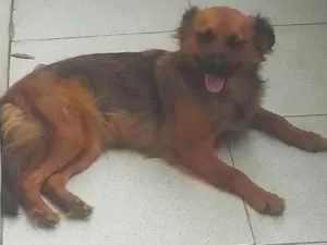 Cachorro raça Sem raça definida idade 1 ano nome Princesinha