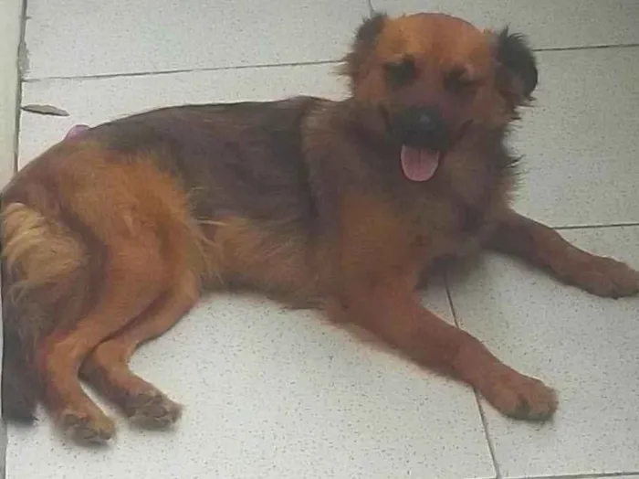 Cachorro ra a Sem raça definida idade 1 ano nome Princesinha