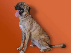 Cachorro raça SRD-ViraLata idade 1 ano nome Paty