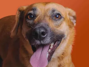 Cachorro raça SRD-ViraLata idade 1 ano nome Dalila