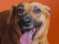 Dalila