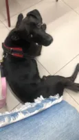 Cachorro raça Srd idade 2 anos nome Binho