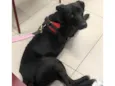 Cachorro raça Srd idade 2 anos nome Binho