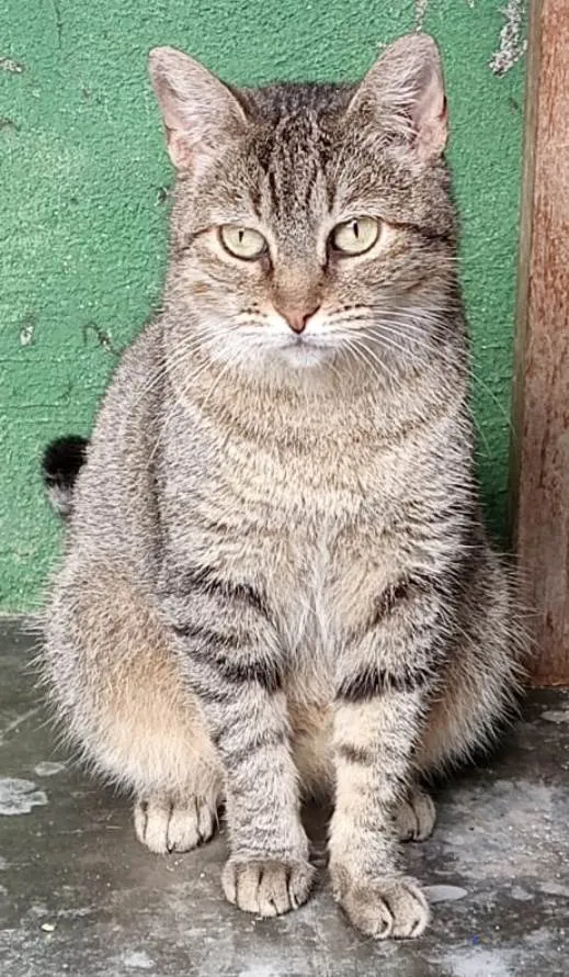 Gato ra a Srd idade 1 ano nome Cindy