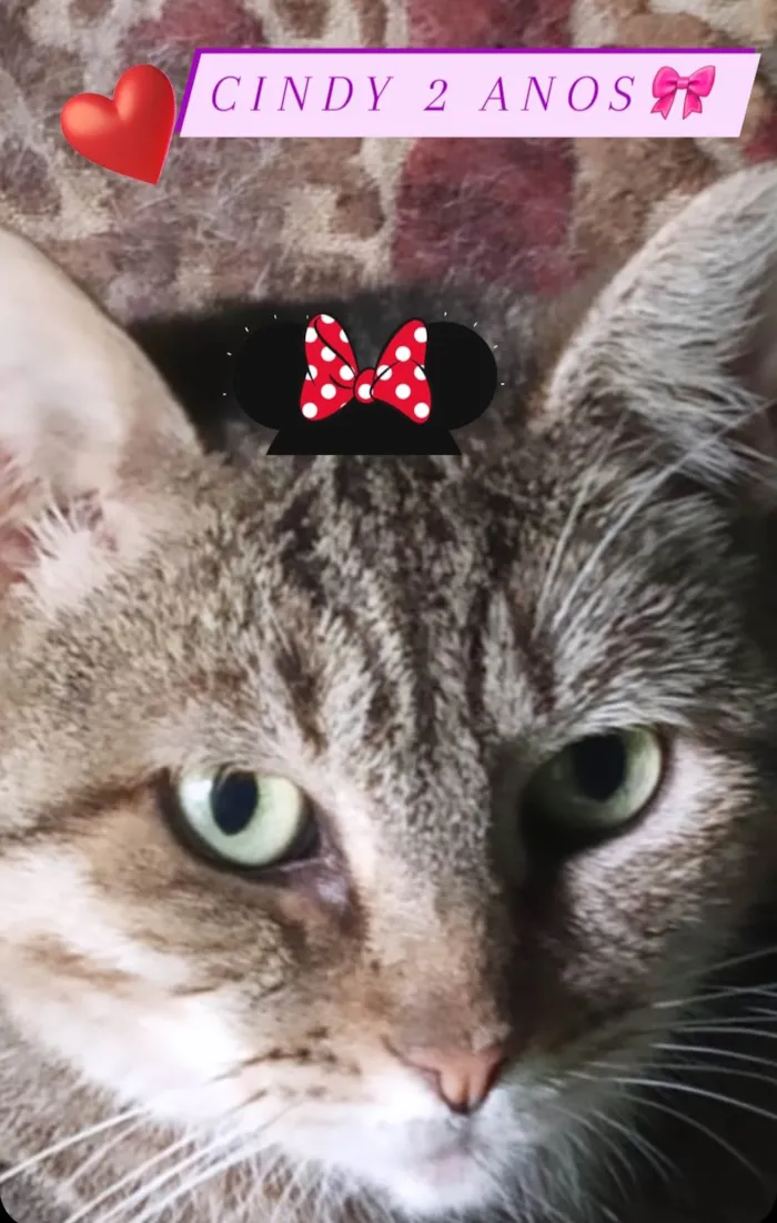 Gato ra a Srd idade 1 ano nome Cindy