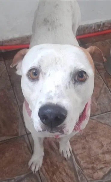 Cachorro ra a Srd idade 1 ano nome Bylly