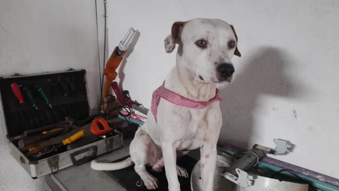 Cachorro ra a Srd idade 1 ano nome Bylly