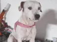Bylly