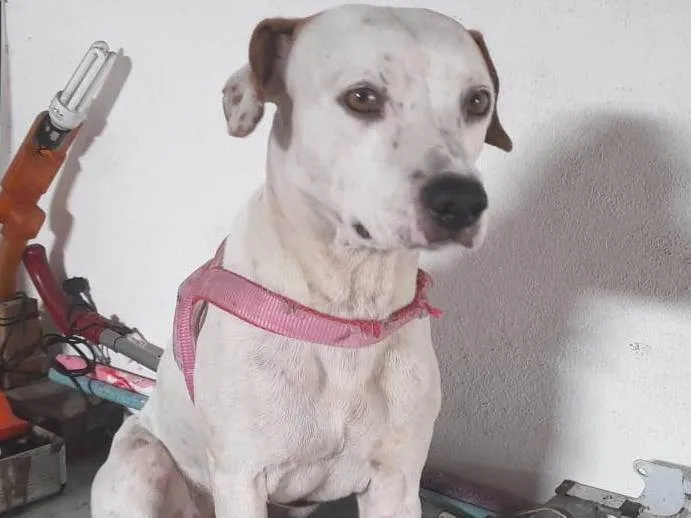 Cachorro ra a Srd idade 1 ano nome Bylly