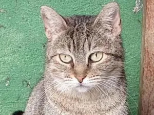 Gato raça Srd idade 1 ano nome Cindy