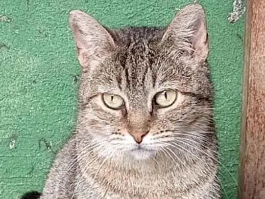 Gato ra a Srd idade 1 ano nome Cindy
