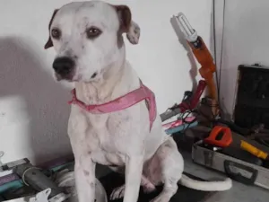 Cachorro raça Srd idade 1 ano nome Bylly