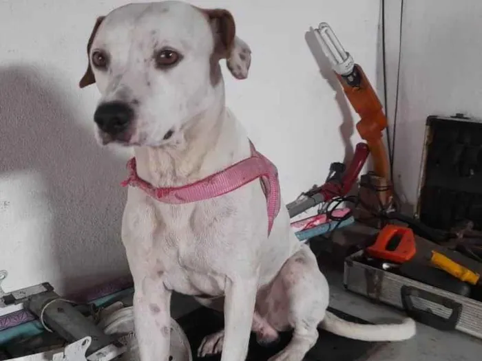 Cachorro ra a Srd idade 1 ano nome Bylly