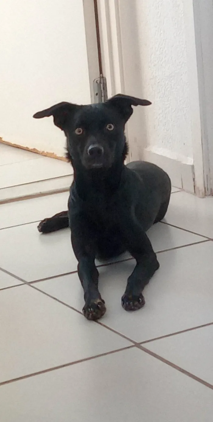 Cachorro ra a Vira lata  idade 3 anos nome Thor 