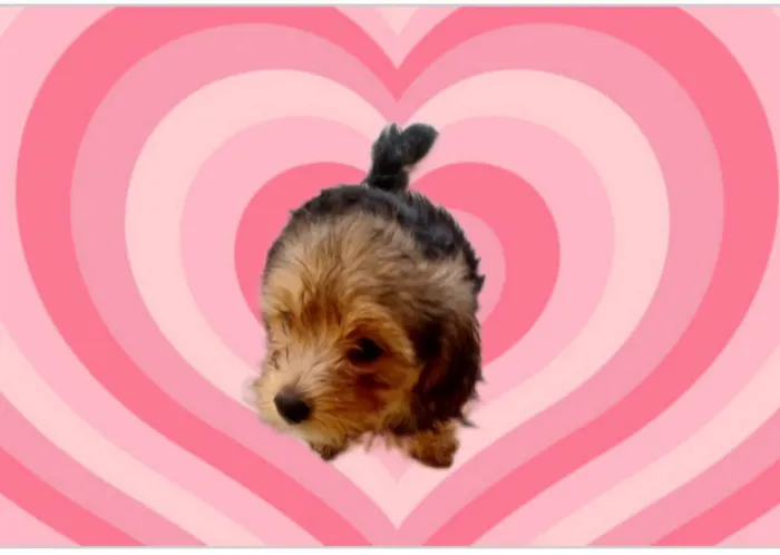 Pipoca porteP bb2meses 