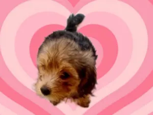 Cachorro raça Yorkshire idade Abaixo de 2 meses nome Pipoca porteP bb2meses 