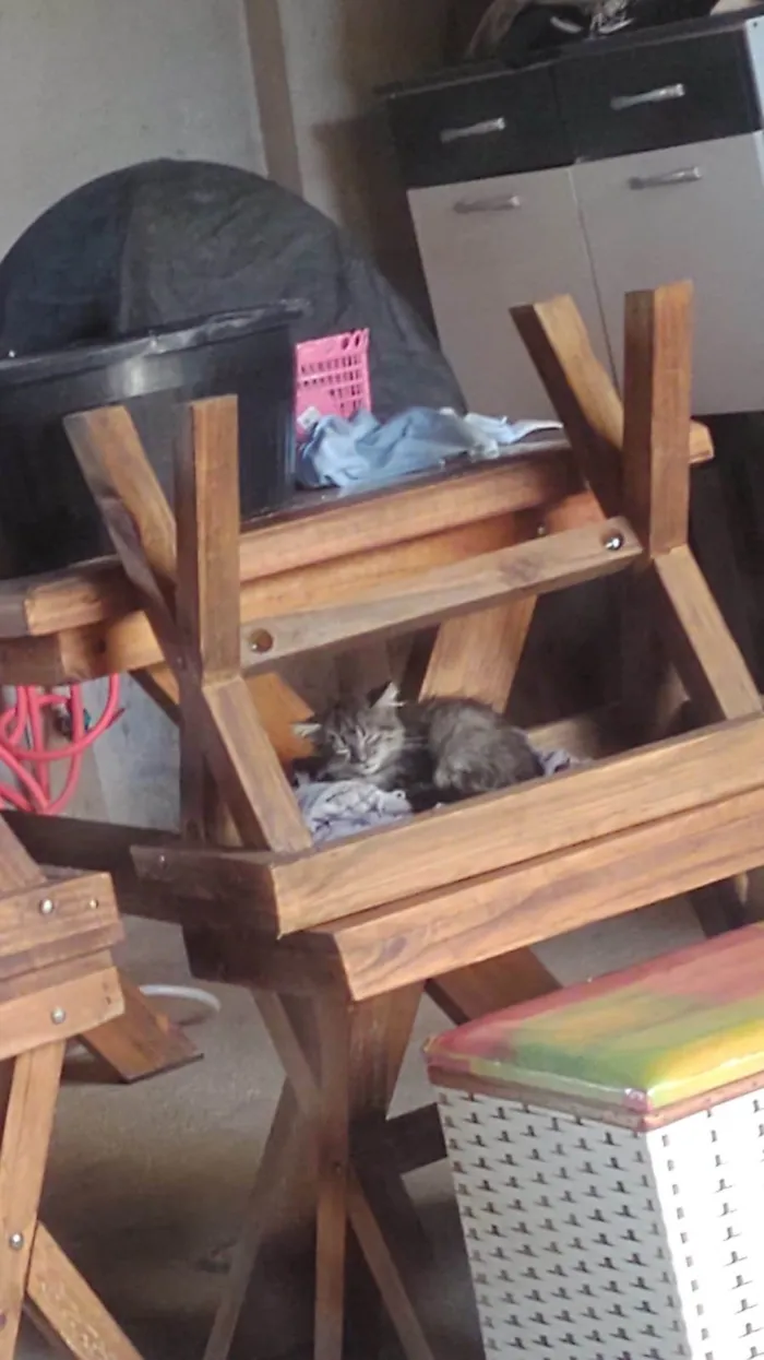 Gato ra a SRD-ViraLata idade Abaixo de 2 meses nome Sem nome