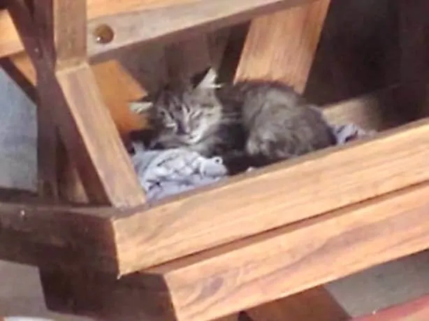 Gato ra a SRD-ViraLata idade Abaixo de 2 meses nome Sem nome