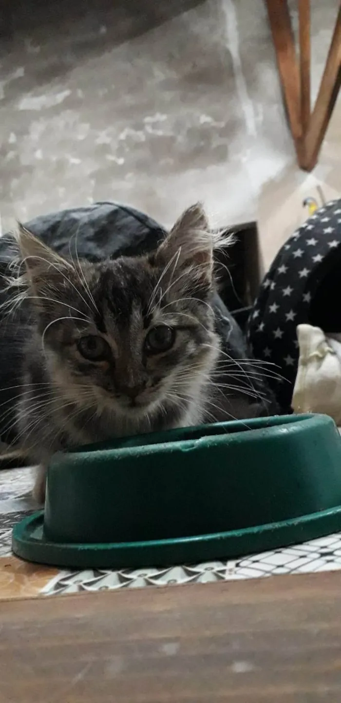 Gato ra a SRD-ViraLata idade Abaixo de 2 meses nome Sem nome
