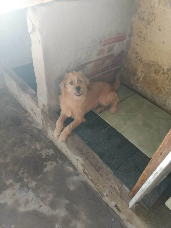 Cachorro ra a SRD-ViraLata idade 2 a 6 meses nome Lesy 