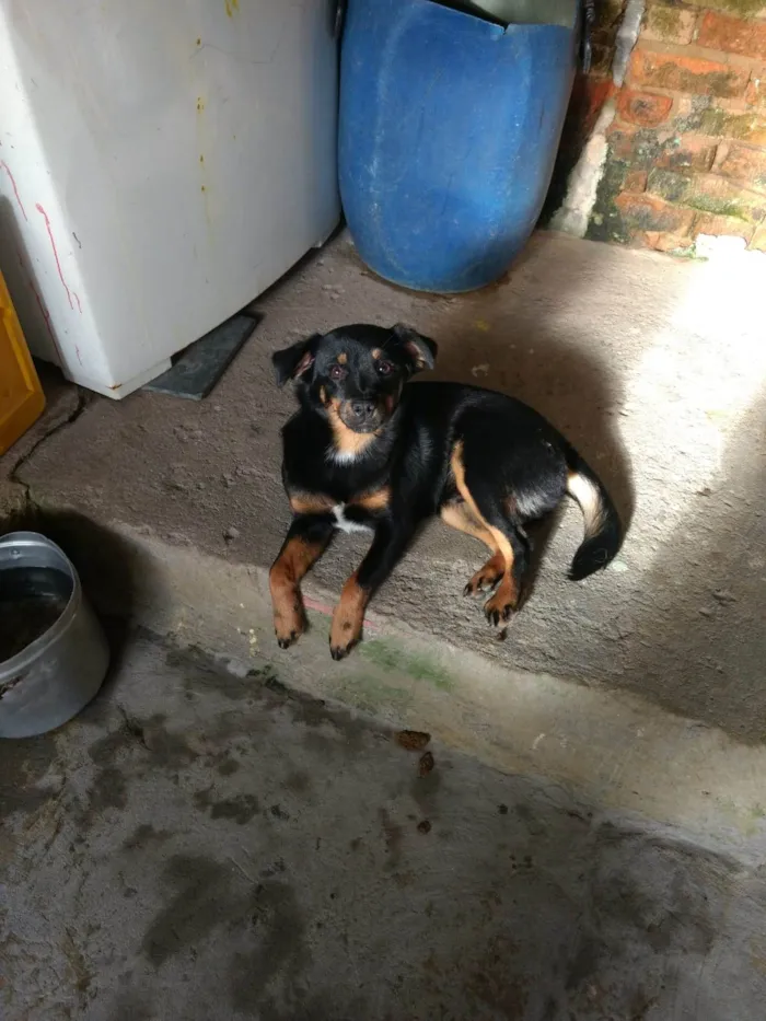 Cachorro ra a SRD-ViraLata idade 2 a 6 meses nome Rintimtim