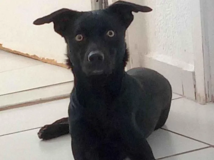 Cachorro ra a Vira lata  idade 3 anos nome Thor 