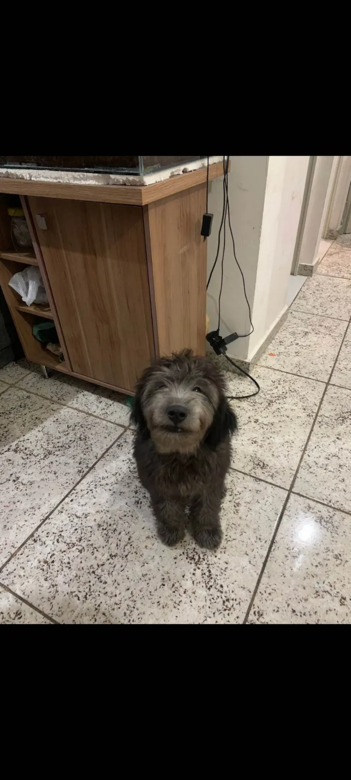 Cachorro ra a SRD-ViraLata idade 2 a 6 meses nome Loki