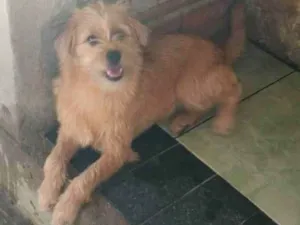 Cachorro raça SRD-ViraLata idade 2 a 6 meses nome Lesy 