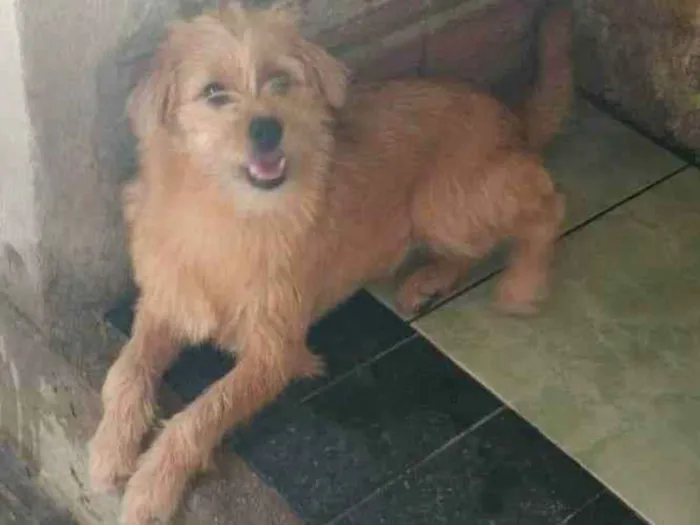 Cachorro ra a SRD-ViraLata idade 2 a 6 meses nome Lesy 