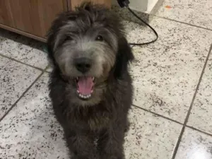 Cachorro raça SRD-ViraLata idade 2 a 6 meses nome Loki